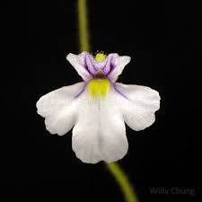 Image result for Genlisea