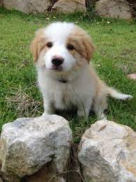 Border Collie Wheaton Border Collie Puppies Collie