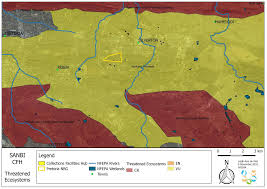 Image result for Dichilus bainesii
