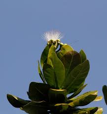 Image result for Barringtonia asiatica