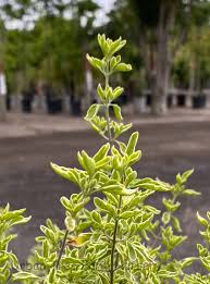 Image result for Laportea ovalifolia