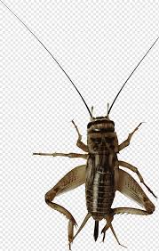 Crickets are orthopteran insects which are related to bush crickets, and, more distantly, to grasshoppers. Insect File Formats Cricket Image File Formats Sports Cricket Wicket Png Pngwing