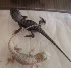 Baby Black Bearded Dragon For Sale Bearded Dragon Types Bearded Dragon Cute Bearded Dragon Baby Bearded Dragon