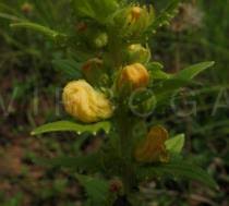 Image result for Alectra sessiliflora