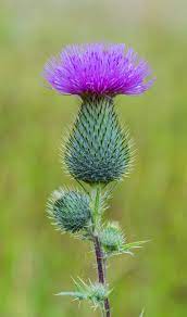 Pin By Hedi Kiekhaefer On Ciulini Plants Uk Thistle Plant Flowers