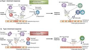 Image result for Poststreptococcal Reactive Arthritis