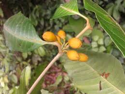 Image result for Ochna leptoclada