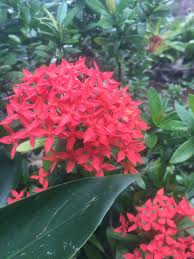 Image result for Ixora nana