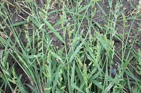 Image result for Echinochloa colona