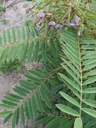 Image result for Tephrosia multijuga