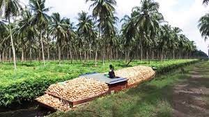 For the past 10 years, its estates in malaysia have reported a gradual decline in production of crude palm oil and palm kernel as its plantations have matured and become older. Asia Coconut Farming And Harvest How Coconut Cultivation Asian Technology Youtube