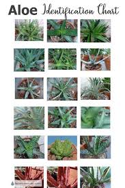 Aloe Plants Quirky Spiky Splashed And Speckled In 2020 Aloe Plant Types Of Aloe Plants Planting Succulents