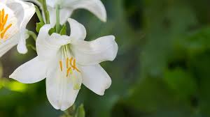 When you can't be there in person, say ciao to friends & family by sending a beautiful arrangement, blooming plant or gourmet gift basket to italy! The Favorite Flowers Of The Renaissance In Italy Cgtn