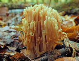 These creatures don't require too much looking after. Ramaria Stricta Upright Coral Fungus
