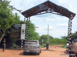 Image result for Orthochilus mechowii