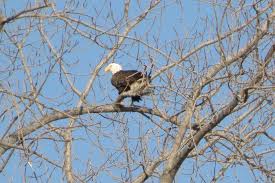 Port clinton endless opportunity of fun and relaxation. Pin On Eagles Hawks And Owls