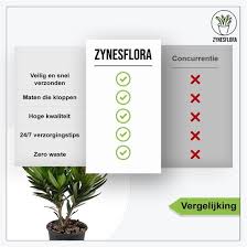 Oleander struiken groeien typisch 8 tot 12 meter hoog, het verkrijgen van 1 tot 2 meter van de groei per jaar. Bol Com Zynesflora Nl Nerium Oleander 4 Stuks O 14 Cm Hoogte 35 40 Cm Buitenplant