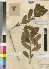 Image result for Glossostelma spathulatum