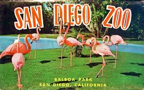 Vintage San Diego Zoo Postcard From The 70 S I Think California Travel Road Trips Balboa Park San Diego San Diego Zoo