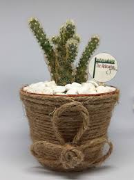 Kaktus umumnya memiliki kebutuhan kelembaban yang rendah. Ig Themelocactus Garden Hadiahunik Hadiahulangtahun Hadiahwisuda Kaktus Sukulen Hadiah Unik Hadiah Wisuda