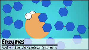 Check spelling or type a new query. Enzymes Updated Youtube