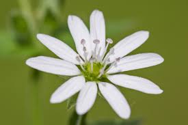 Image result for Stellaria