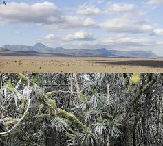 Image result for Lepidotrichilia volkensii