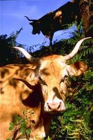 La Vache Bearnaise Animals Moose Art Art