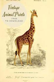 Download This Magnificent Antique Giraffe Painting Many More Fabulous Mammals To Choose From Giraffe Illustration Animal Illustration African Animals