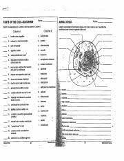 We did not find results for: Ws Cell Diagrams Doc Name Date Period Animal Cells 1 Label The Organelles In The Diagram Below Of A Typical Animal Cell A B C D E F G Vacuole Course Hero