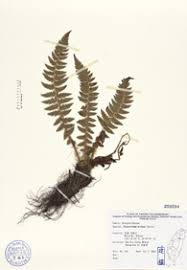 Image result for Polystichum sinense