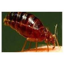 Cockroaches, bed bugs, rodents, rats, mouse, indian bandicoot rat, termites, flies. Bed Bugs Control Termite Control Pest Control Solutions Moth Control Service Gel Treatment Service Bug Buster Service In Vishrantwadi Pune Regal Pest Control Id 3364481833