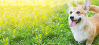 Maybe you would like to learn more about one of these? Fremont Veterinary Care Mission Valley Veterinary Clinic