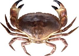 Au P Tit Mareyeur Granville Plateaux De Fruits De Mer A Granville