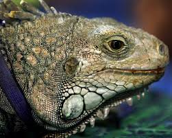 Finding A Lost Iguana Requires A System Orange County Register