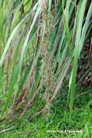 Image result for Cymbopogon nardus