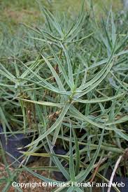 Image result for Aloiampelos tenuior