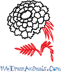 In this drawing lesson, we'll show how to draw a marigold step by step total 9 phase, and it will be easy tutorial How To Draw A Marigold Flower