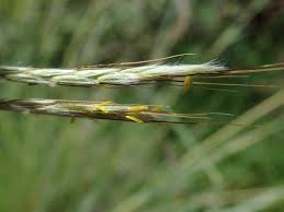 Image result for Hyparrhenia cymbaria