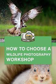 How To Choose A Wildlife Photo Workshop Choose Photo Wildlife Workshop Wildlife Photography Photography Workshops Wildlife Photography Tips