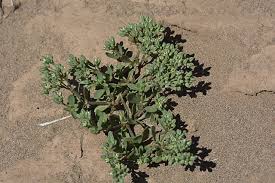 Image result for Polycarpon tetraphyllum