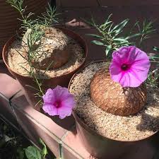 Image result for Ipomoea bolusiana
