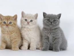 British Shorthair Bleu Chat Mignon Chats Adorables Chats Et Chatons