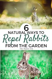 We did not find results for: How To Naturally Repel Rabbits From Your Garden The Rustic Elk