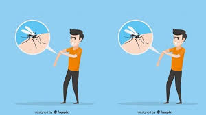 Myhealth kitaran hidup nyamuk aedes. Sederet Gejala Penyakit Dbd Hingga Obat Alami Untuk Menyebuhkan Demam Berdarah Tribun Jakarta