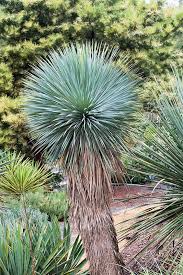Yucca Rostre Yucca Rostrata Yucca Fleurs Blanches