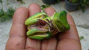Phyllomedusa Bahiana Lutz 1925 Amphibians Cute Frogs Frog