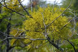 Image result for Viscaceae