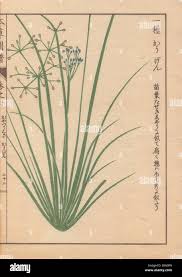 Image result for Fimbristylis