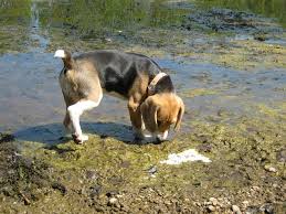 What Causes Crystals In Dog Urine It must be the correct antibiotic, so the. what causes crystals in dog urine